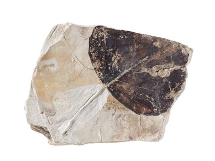 Peuplier Populus balsamoides