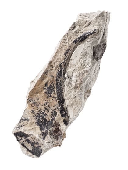 Saule Salix lavateri