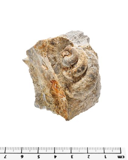 Kleinstufe mit fossiler Schnecke in Kalkstein.