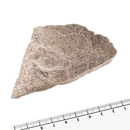 Handstufe eines Kalksteins mit nicht näher bestimmten Fossilienresten.