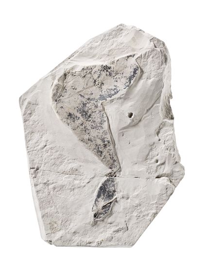 Fossile Blattreste vom Amberbaum auf Mergelplatte.