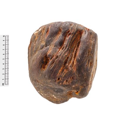 Großstufe eines fossilen (verkieselten) Holzstücks.