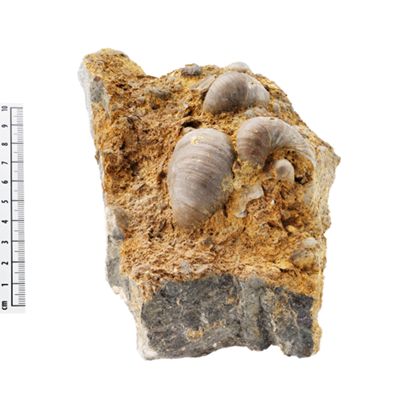 Großstufe mit fossilen Muscheln.