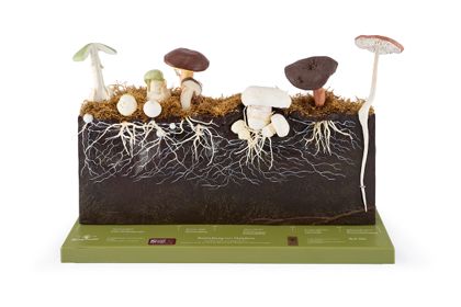 Development of cap fungi